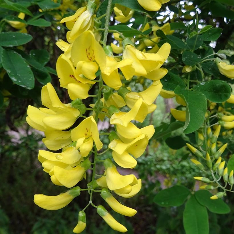 Laburnum alpinum Pendulum - Alpen-Goldregen (Blüte)