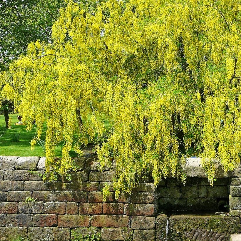 Laburnum alpinum Pendulum - Alpen-Goldregen (Hafen)