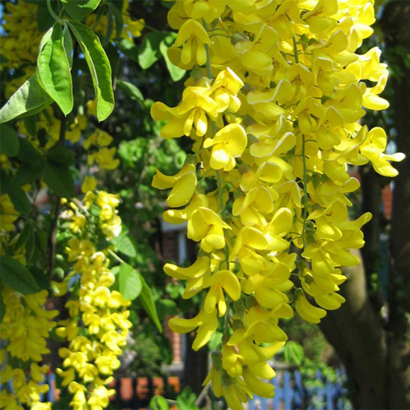 Laburnum anagyroides - Gewöhnlicher Goldregen (Blüte)