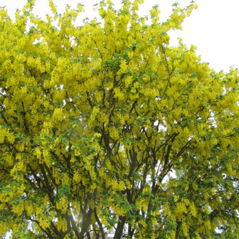 Laburnum anagyroides - Gewöhnlicher Goldregen (Hafen)