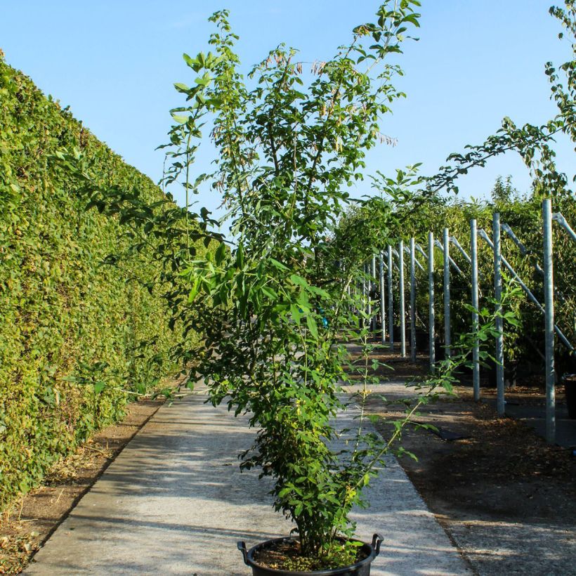 Exemplar von Laburnum anagyroides - Gewöhnlicher Goldregen wie im Frühjahr geliefert