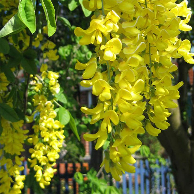 Laburnum watereri Vossii - Voss Goldregen (Blüte)