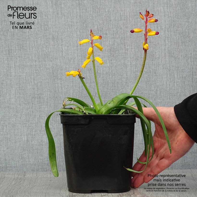 Exemplar von Lachenalia African Beauty Namakwa - Lachenalie Topf mit 2L/3L wie im Frühjahr geliefert