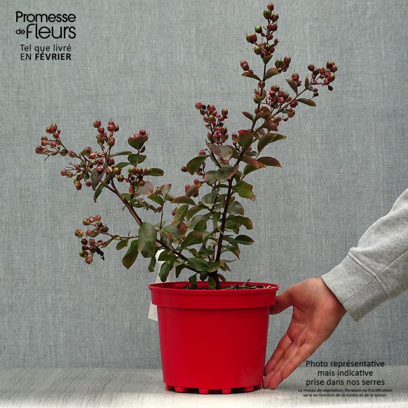 Exemplar von Lagerstroemia Braise d'Eté - Lilas des Indes Pot de 3L/4L wie im Herbst geliefert