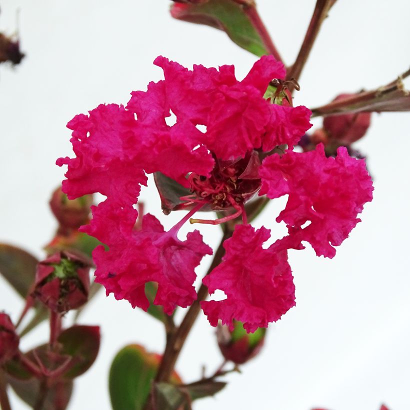 Chinesische Kräuselmyrte Braise d'Eté - Lagerstroemia (Blüte)