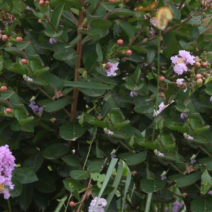 Chinesische Kräuselmyrte Camaïeu d'Ete - Lagerstroemia (Laub)