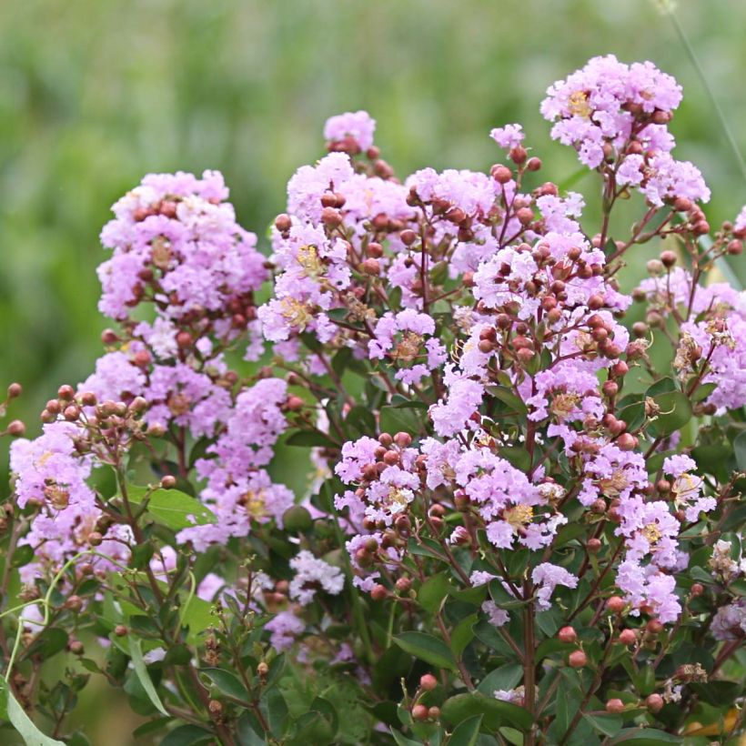 Chinesische Kräuselmyrte Camaïeu d'Ete - Lagerstroemia (Blüte)