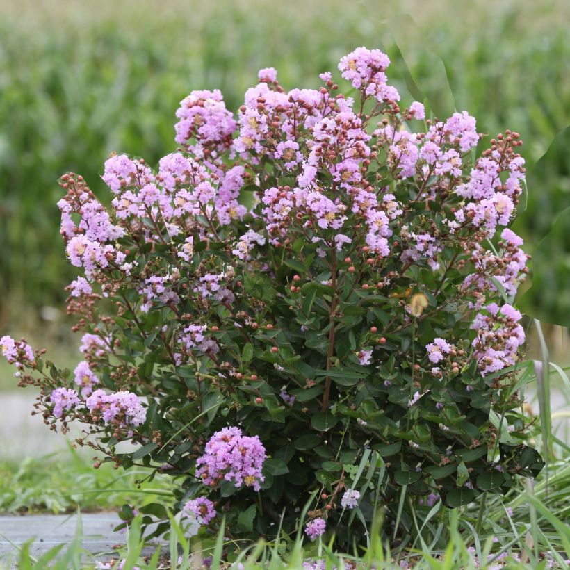 Chinesische Kräuselmyrte Camaïeu d'Ete - Lagerstroemia (Hafen)