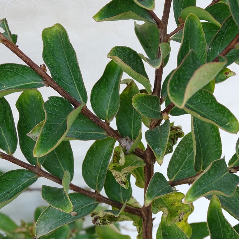 Chinesische Kräuselmyrte Lilac Grand Sud - Lagerstroemia (Laub)