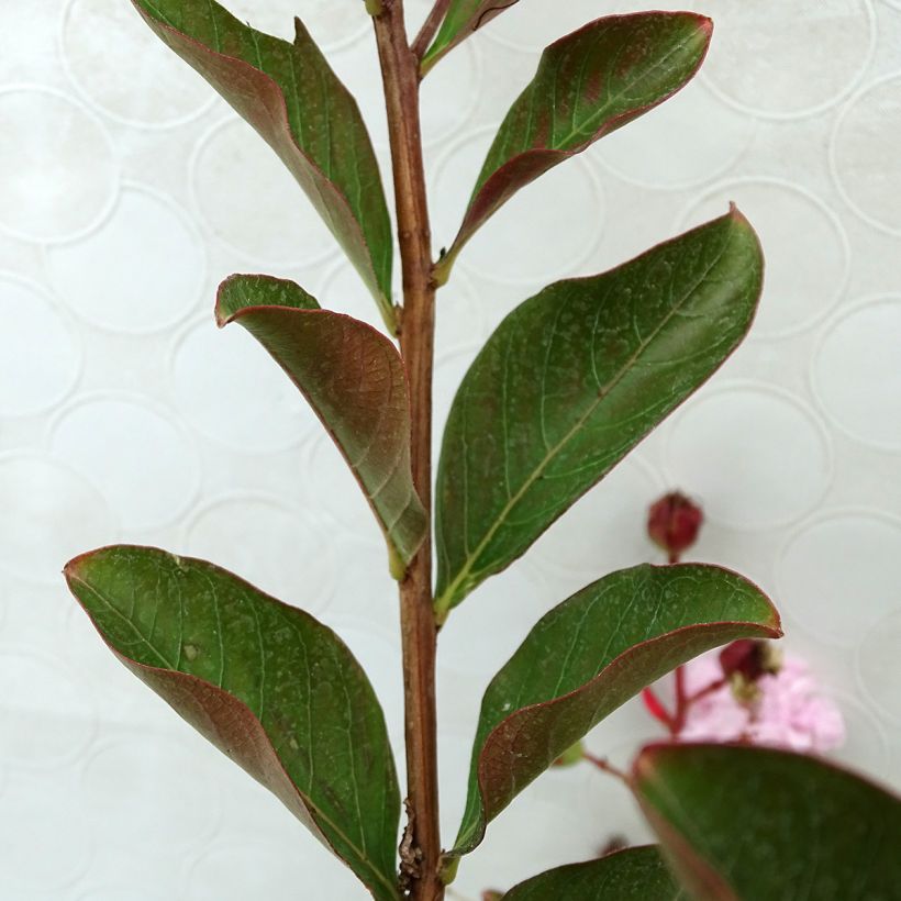 Chinesische Kräuselmyrte Neige d'Eté - Lagerstroemia (Laub)