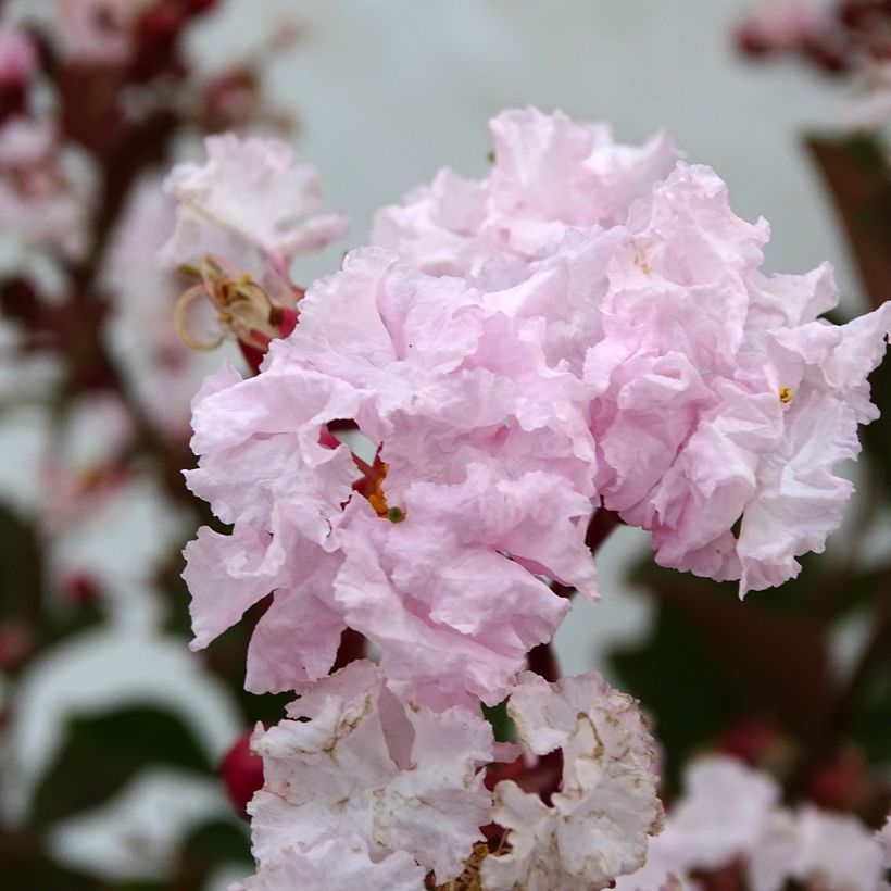 Chinesische Kräuselmyrte Neige d'Eté - Lagerstroemia (Blüte)