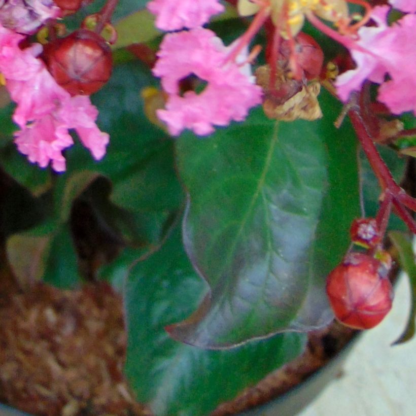 Chinesische Kräuselmyrte Rhapsody in PINK - Lagerstroemia (Laub)