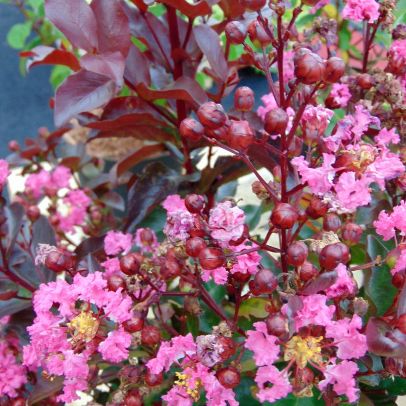 Chinesische Kräuselmyrte Rhapsody in PINK - Lagerstroemia (Blüte)