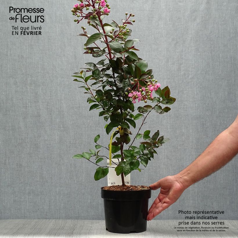 Exemplar von Lagerstroemia Rhapsody in PINK en pot de 3L/4L wie im Herbst geliefert