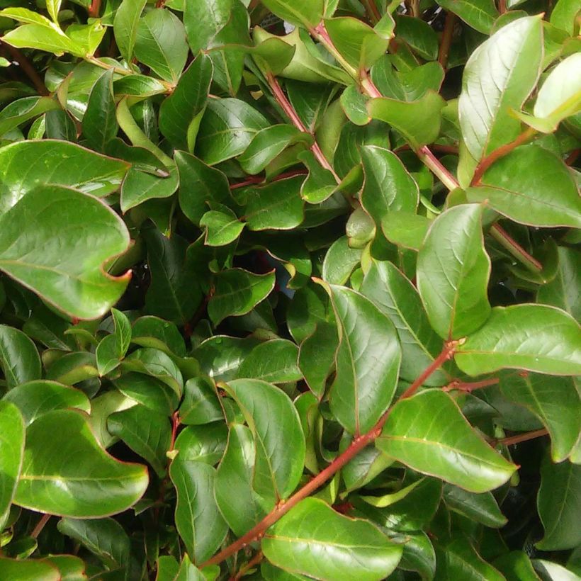 Chinesische Kräuselmyrte Bergerac - Lagerstroemia (Laub)