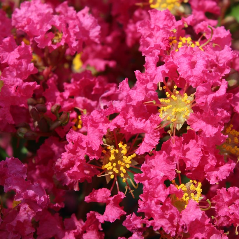 Chinesische Kräuselmyrte Bergerac - Lagerstroemia (Blüte)