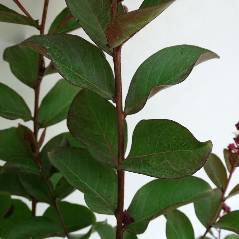 Chinesische Kräuselmyrte Berlingot Menthe - Lagerstroemia (Laub)