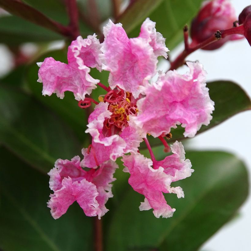 Chinesische Kräuselmyrte Berlingot Menthe - Lagerstroemia (Blüte)