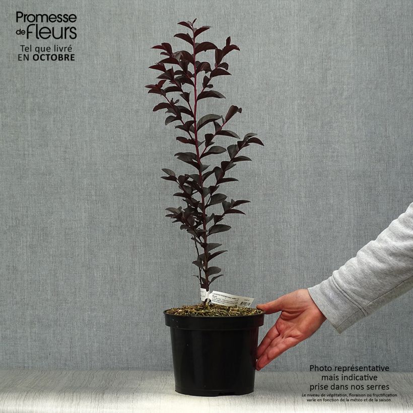 Exemplar von Lagerstroemia indica Black Solitaire® (Black Diamond) Blush - Lilas des Indes Pot de 3L/4L wie im Herbst geliefert