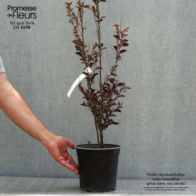 Exemplar von Chinesische Kräuselmyrte Black Solitaire Pure White - Lagerstroemia wie im Sommer geliefert