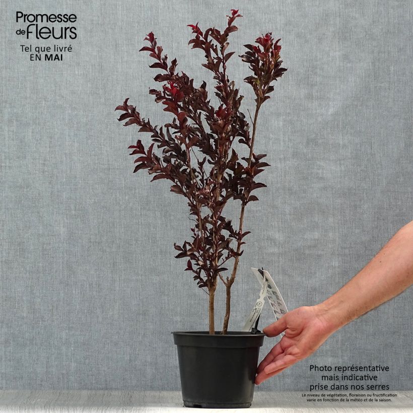 Exemplar von Chinesische Kräuselmyrte Black Solitaire Purely Purple - Lagerstroemia Topf mit 3L/4LGelieferte Höhe ca. 60/80cm wie im Frühjahr geliefert