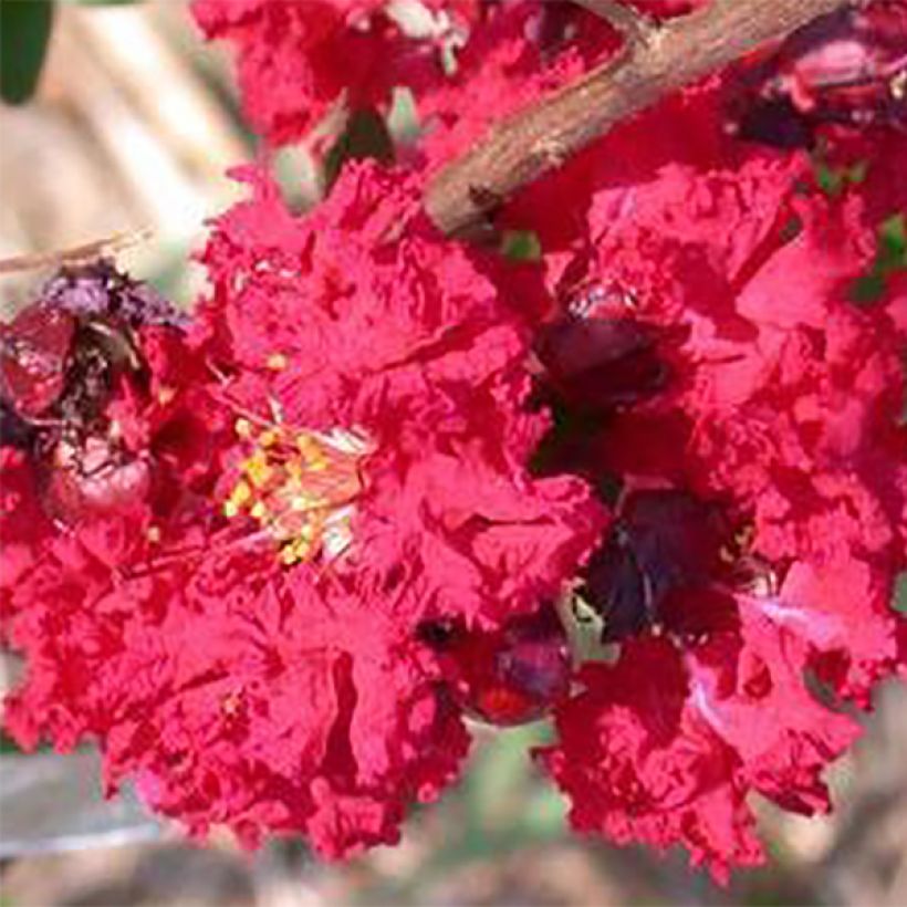 Chinesische Kräuselmyrte Dynamite - Lagerstroemia (Blüte)