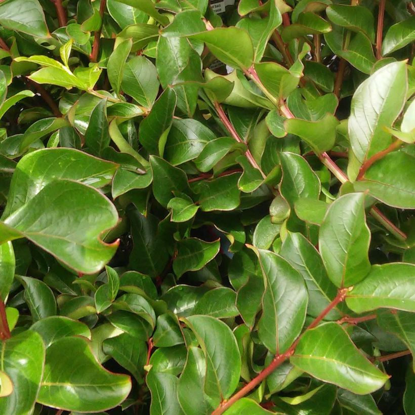 Chinesische Kräuselmyrte Fuchsia d'Eté Indyfus - Lagerstroemia (Laub)