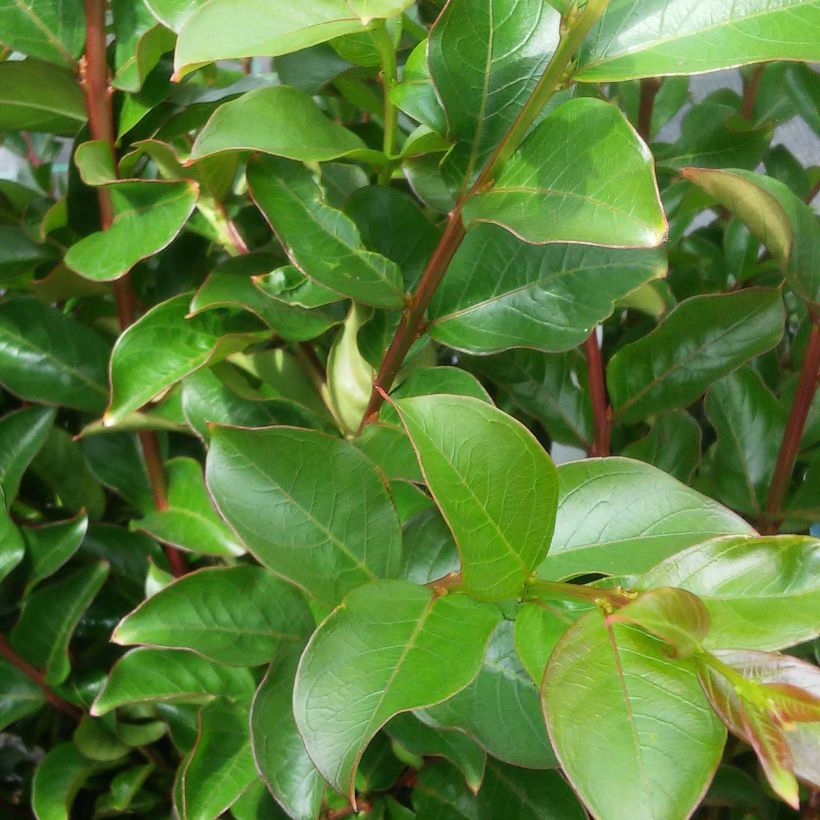 Chinesische Kräuselmyrte Houston - Lagerstroemia (Laub)