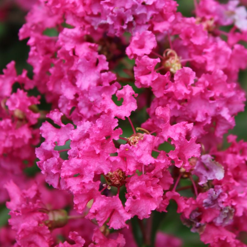 Chinesische Kräuselmyrte Houston - Lagerstroemia (Blüte)