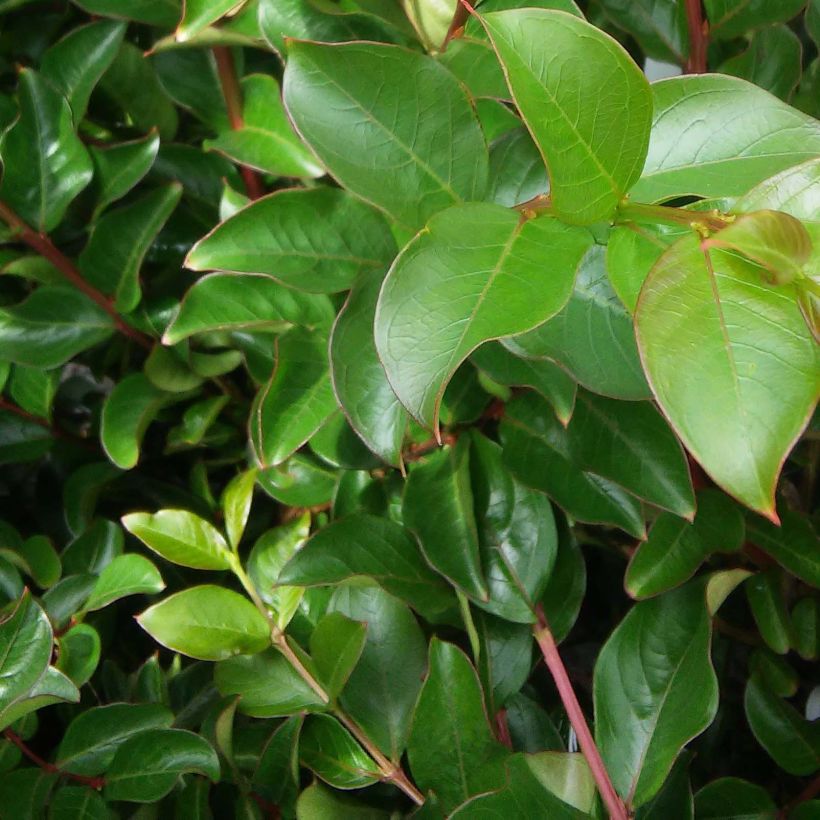 Chinesische Kräuselmyrte Jacqueline Desmartis - Lagerstroemia (Laub)