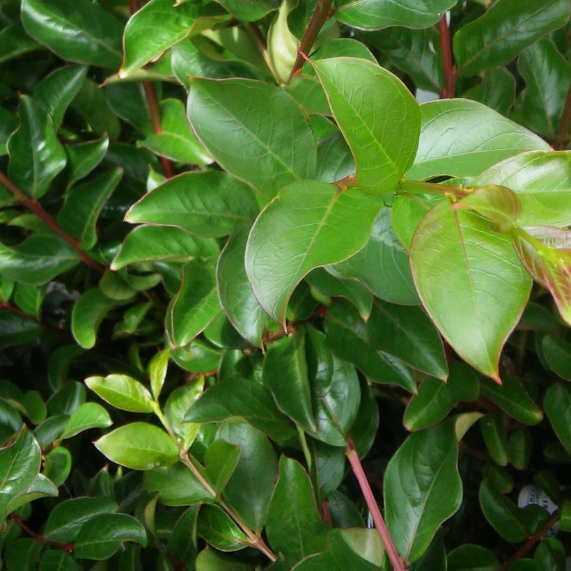 Chinesische Kräuselmyrte Jeanne Desmartis - Lagerstroemia (Laub)