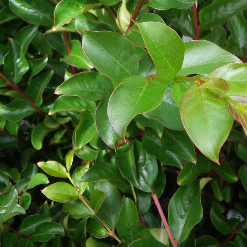 Chinesische Kräuselmyrte La Mousson - Lagerstroemia (Laub)