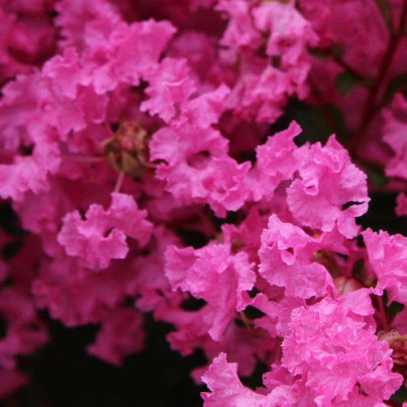 Chinesische Kräuselmyrte La Mousson - Lagerstroemia (Blüte)