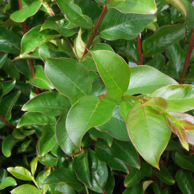 Chinesische Kräuselmyrte Margaux - Lagerstroemia (Laub)