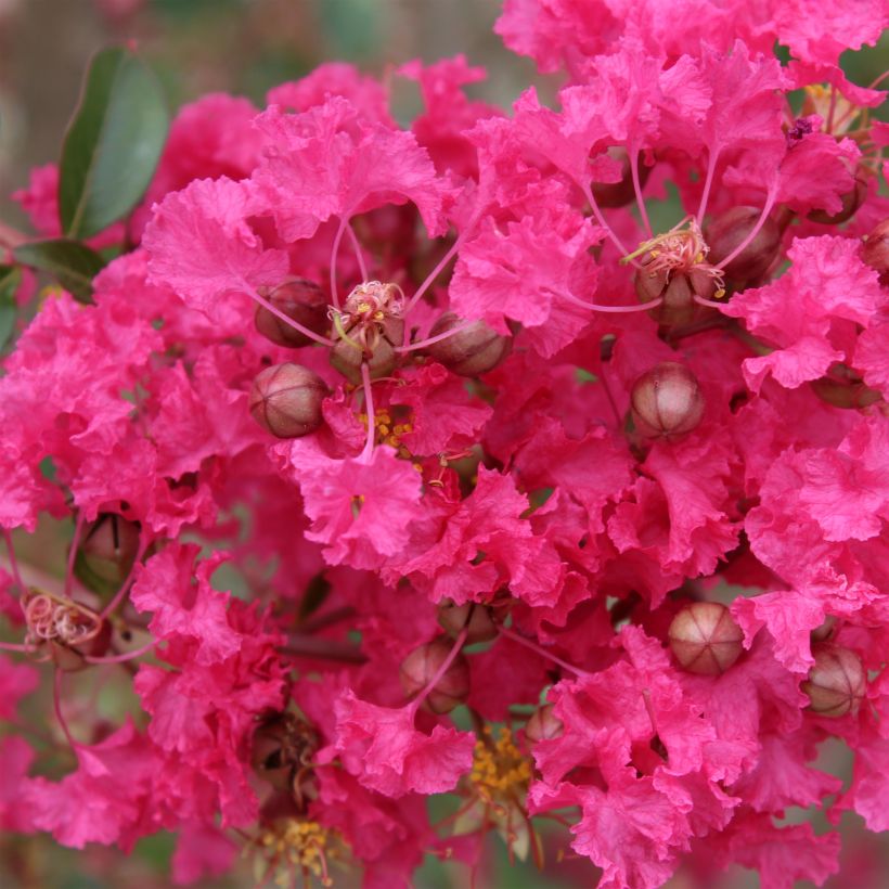 Chinesische Kräuselmyrte Mon Panache - Lagerstroemia (Blüte)