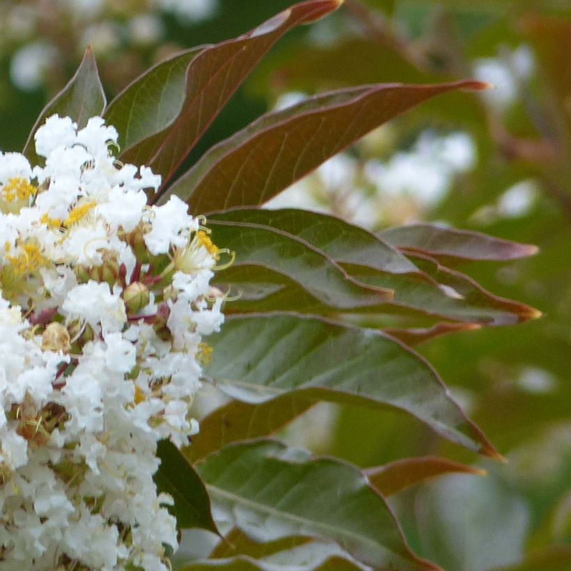 Chinesische Kräuselmyrte Nivea - Lagerstroemia (Laub)