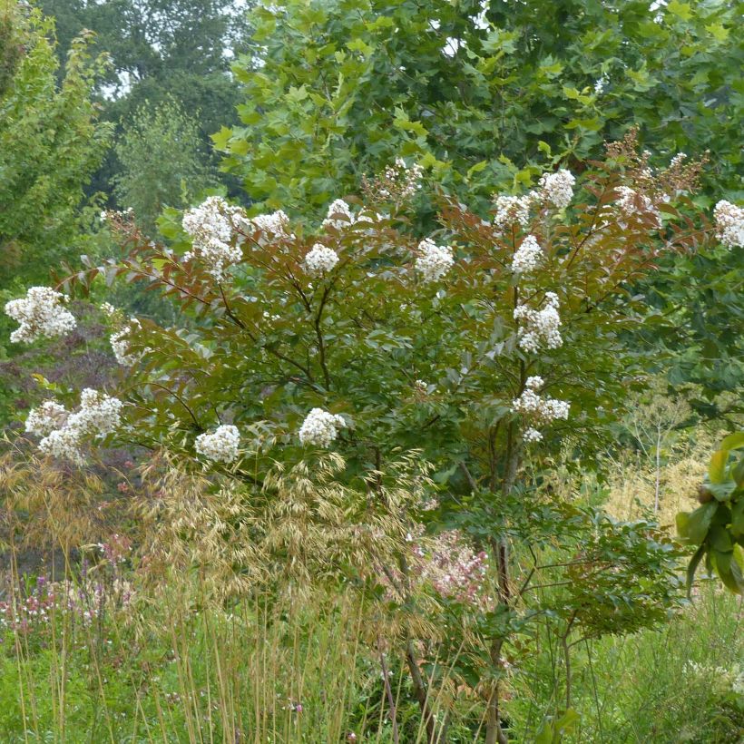 Chinesische Kräuselmyrte Nivea - Lagerstroemia (Hafen)