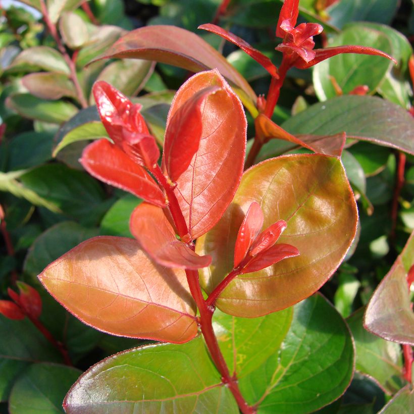 Chinesische Kräuselmyrte Purple Magic - Lagerstroemia (Laub)