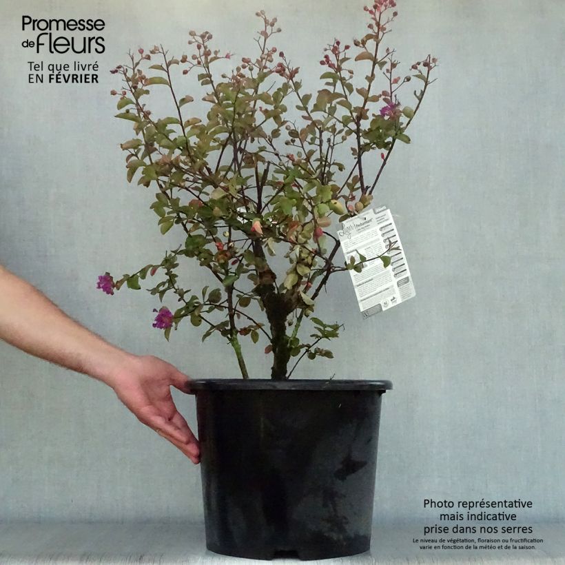 Exemplar von Lagerstroemia indica Pécharmant - Lilas des Indes Pot de 7.5L/10L wie im Herbst geliefert