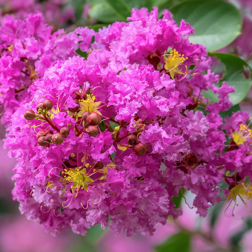 Chinesische Kräuselmyrte Pecharmant - Lagerstroemia (Blüte)