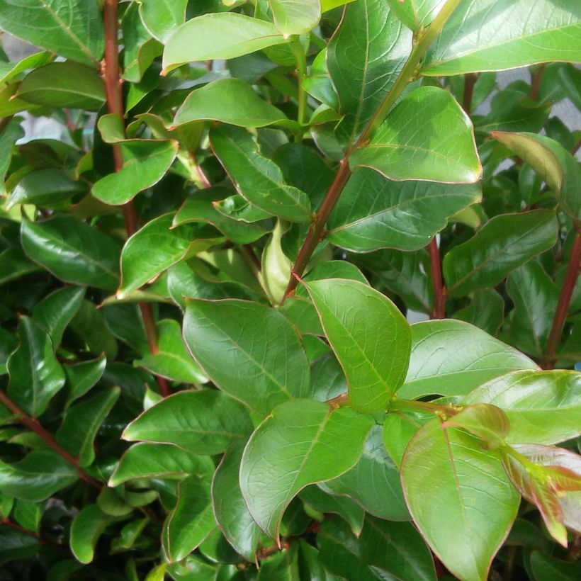 Chinesische Kräuselmyrte Périgord Pourpre - Lagerstroemia (Laub)