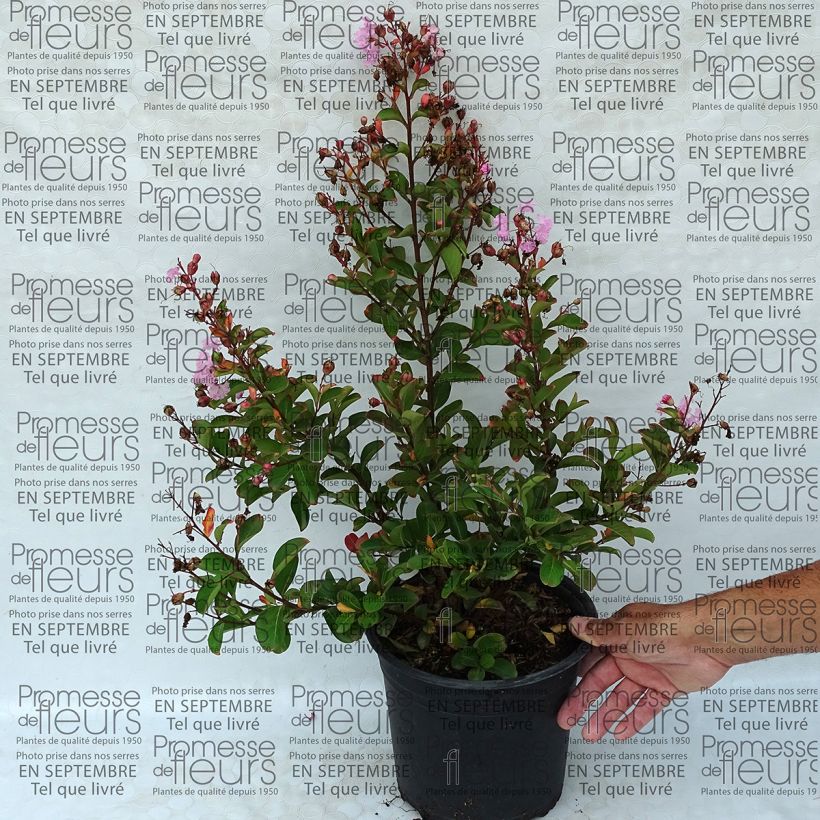 Beispiel eines Exemplars von Lagerstroemia indica Pink Grand Sud - Lilas des Indes Pot de 4L/5L wie geliefert