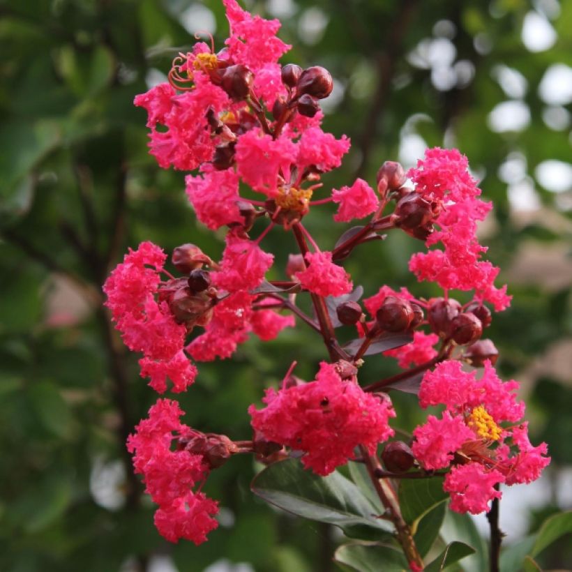 Chinesische Kräuselmyrte Pink Velours - Lagerstroemia (Blüte)