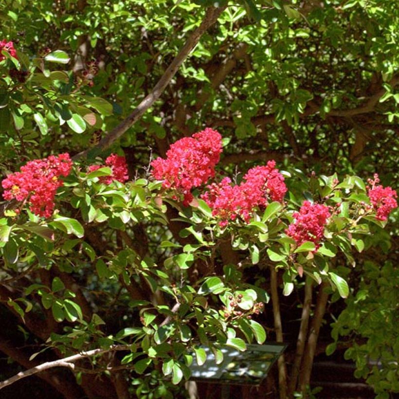 Chinesische Kräuselmyrte Red imperator - Lagerstroemia (Blüte)