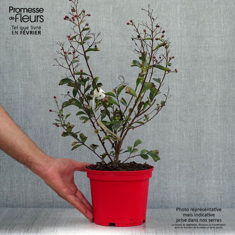 Exemplar von Lagerstroemia indica Red imperator - Lilas des Indes Pot de 3L/4L wie im Herbst geliefert