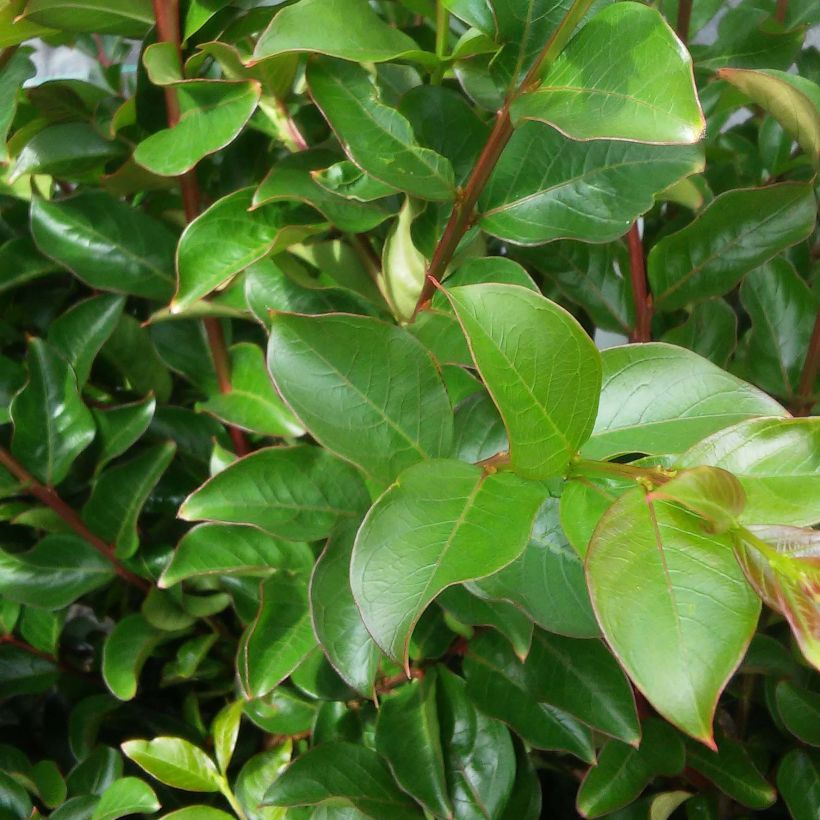 Chinesische Kräuselmyrte Rose Fuchsia - Lagerstroemia (Laub)