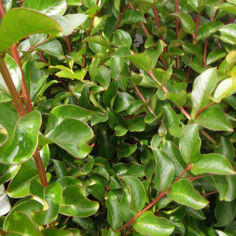 Chinesische Kräuselmyrte Rose Indien - Lagerstroemia (Laub)