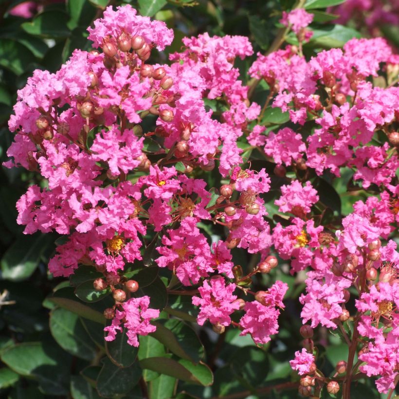 Chinesische Kräuselmyrte Rose Indien - Lagerstroemia (Blüte)