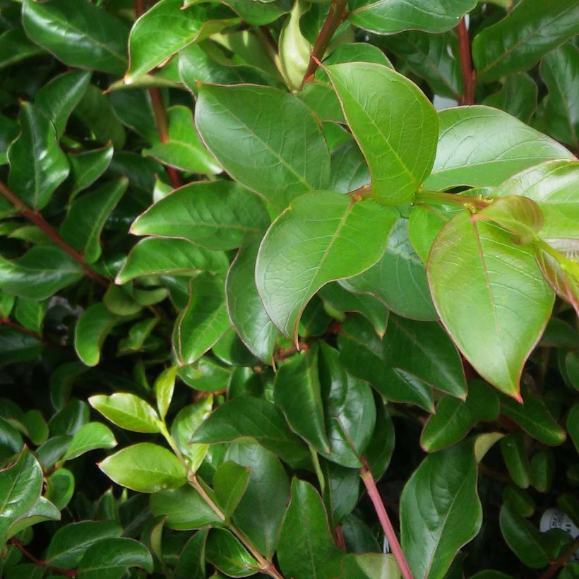 Chinesische Kräuselmyrte Rose Thé - Lagerstroemia (Laub)