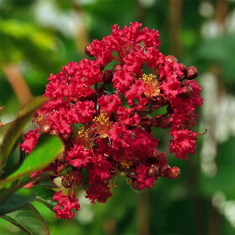 Chinesische Kräuselmyrte Rouge Nain - Lagerstroemia (Blüte)